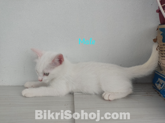 Mixed breed high quality large cats